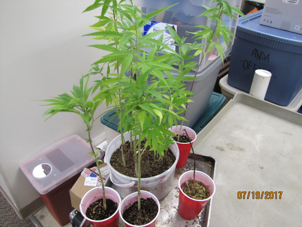 Image of marijuana plants. 