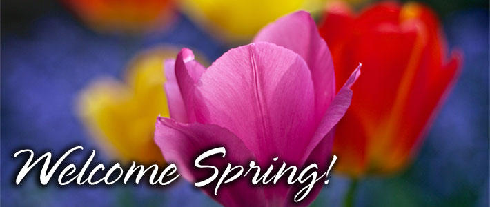 Image of colorful tulips with the words welcome spring.